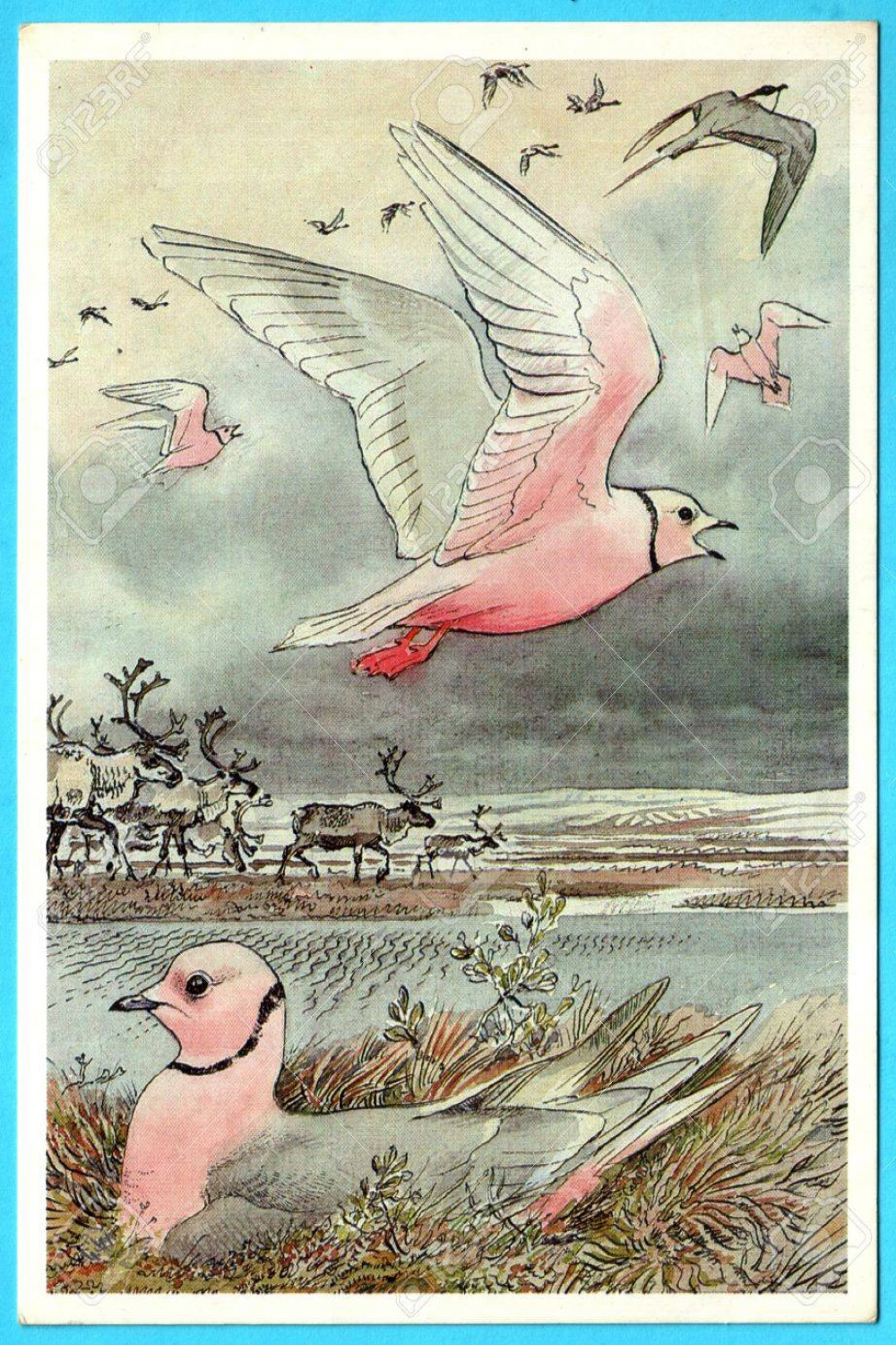 USSR - CIRCA : Postcard Shows Draw By Artist Gorbatov - Bird