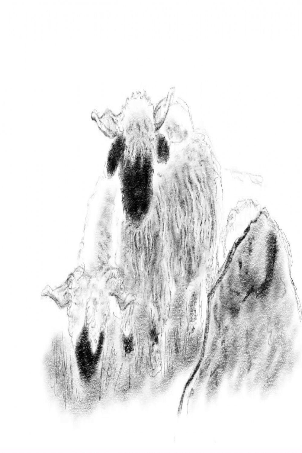 Valais Blacknose Sheep  Sheep illustration, Valais blacknose sheep, Sheep  drawing