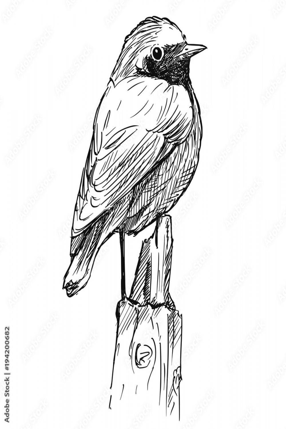 Vector artistic pen and ink hand drawing of small bird common