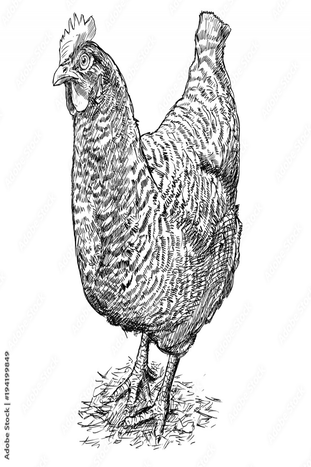 Vector artistic pen and ink hand drawing of speckled black and