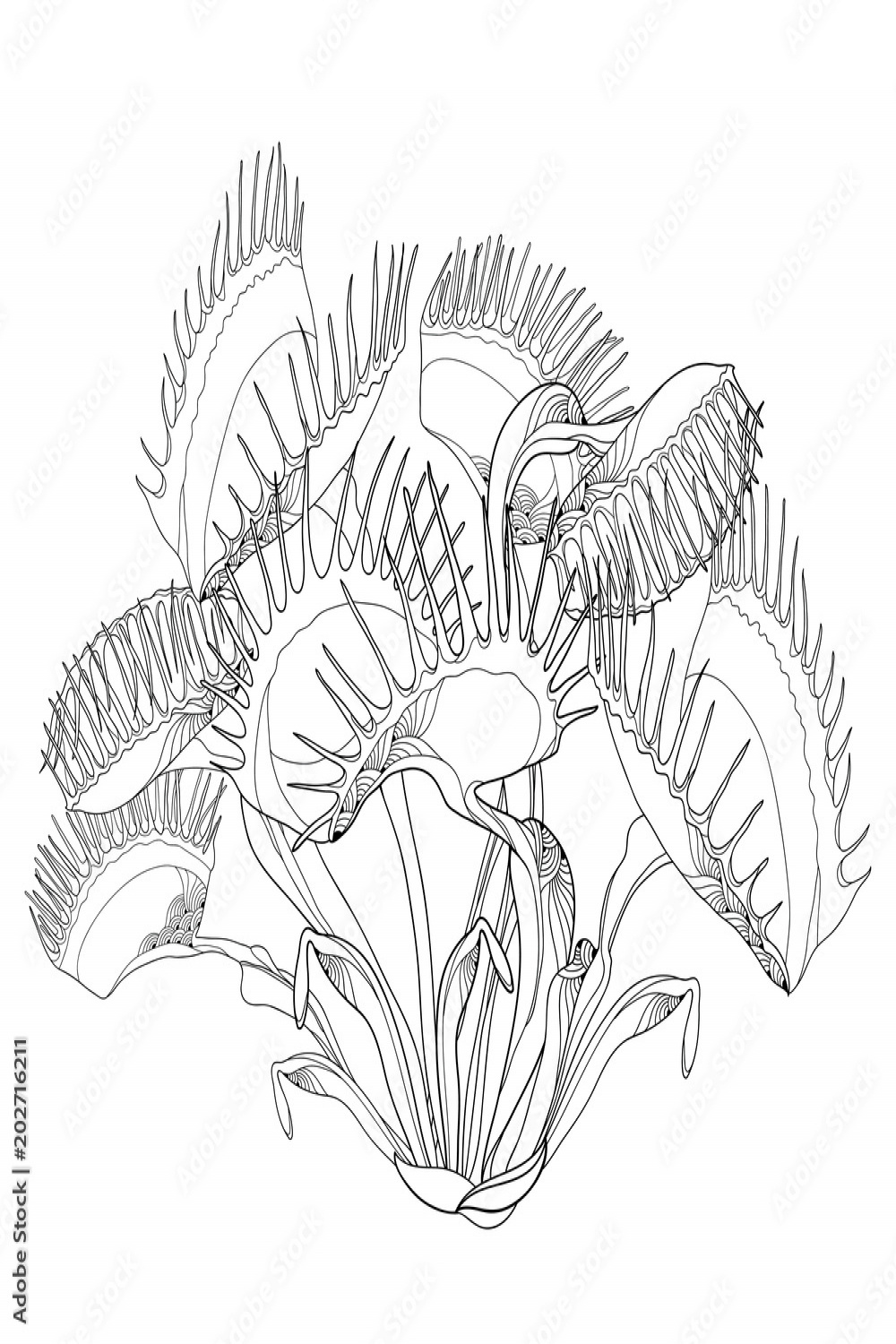 Vector drawing of Venus Flytrap or Dionaea muscipula with open and