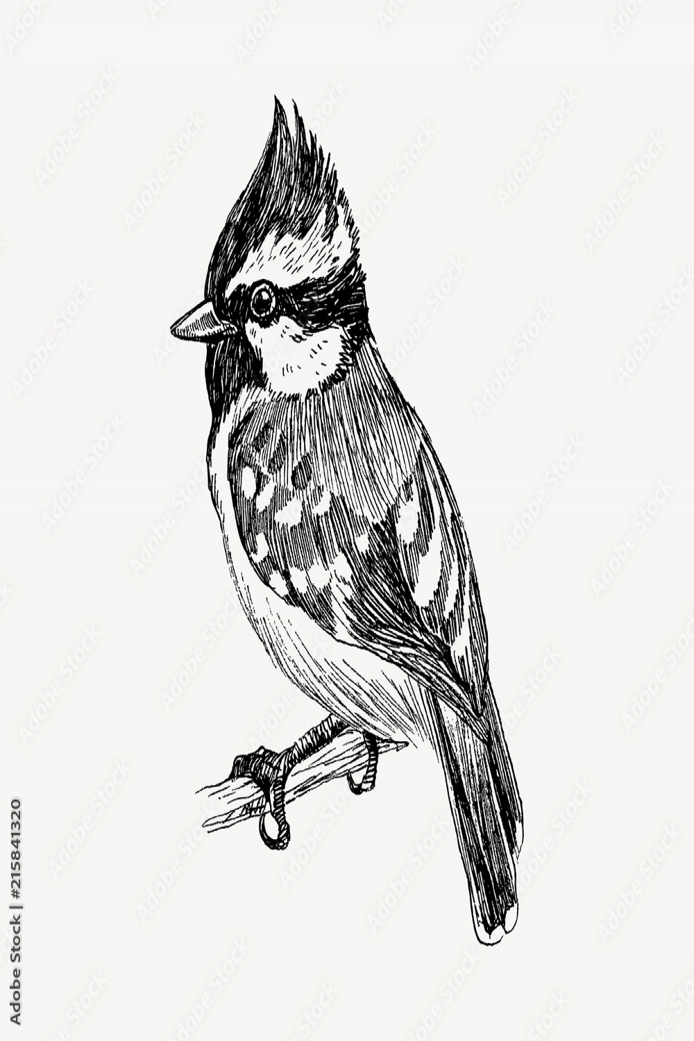 Vector graphic hand drawn bird on retro graphic style