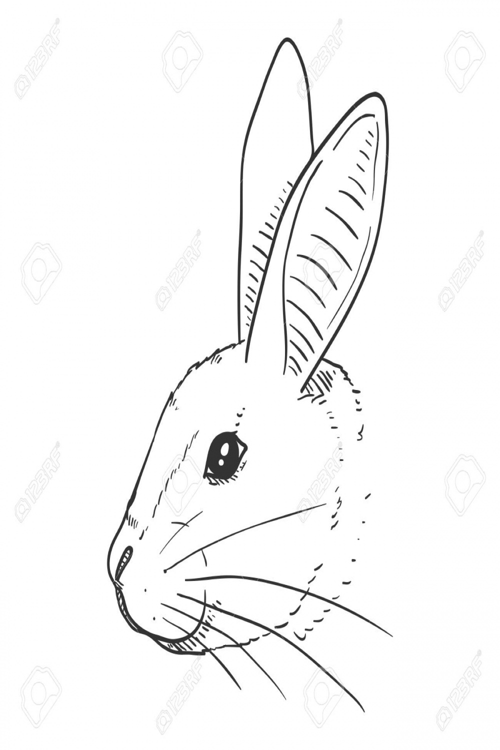 Vector Sketch Rabbit Head. Side View