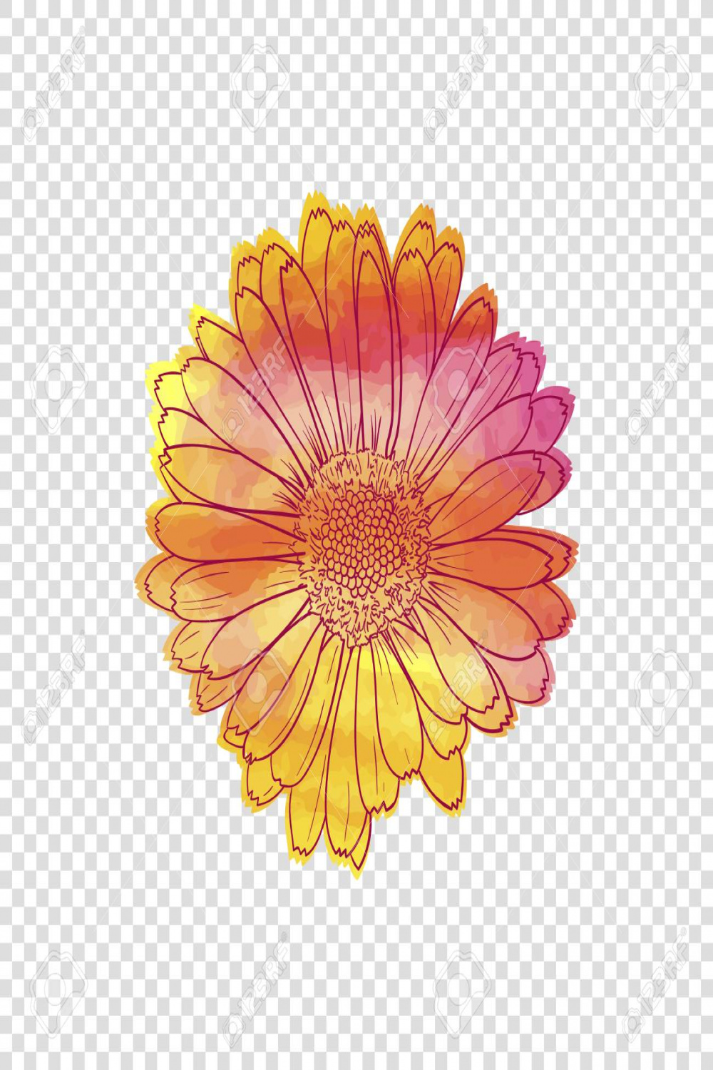 Vector Watercolor Drawing, Flower Colorful Head Isolated On Light
