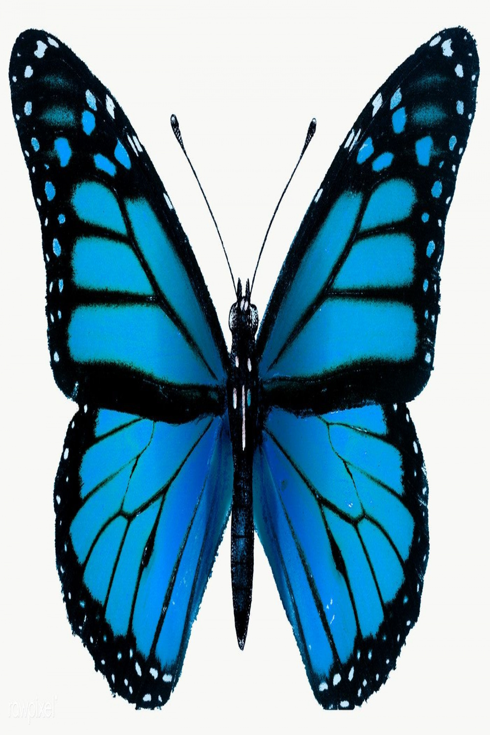 Vintage Common Blue butterfly illustration design element  free