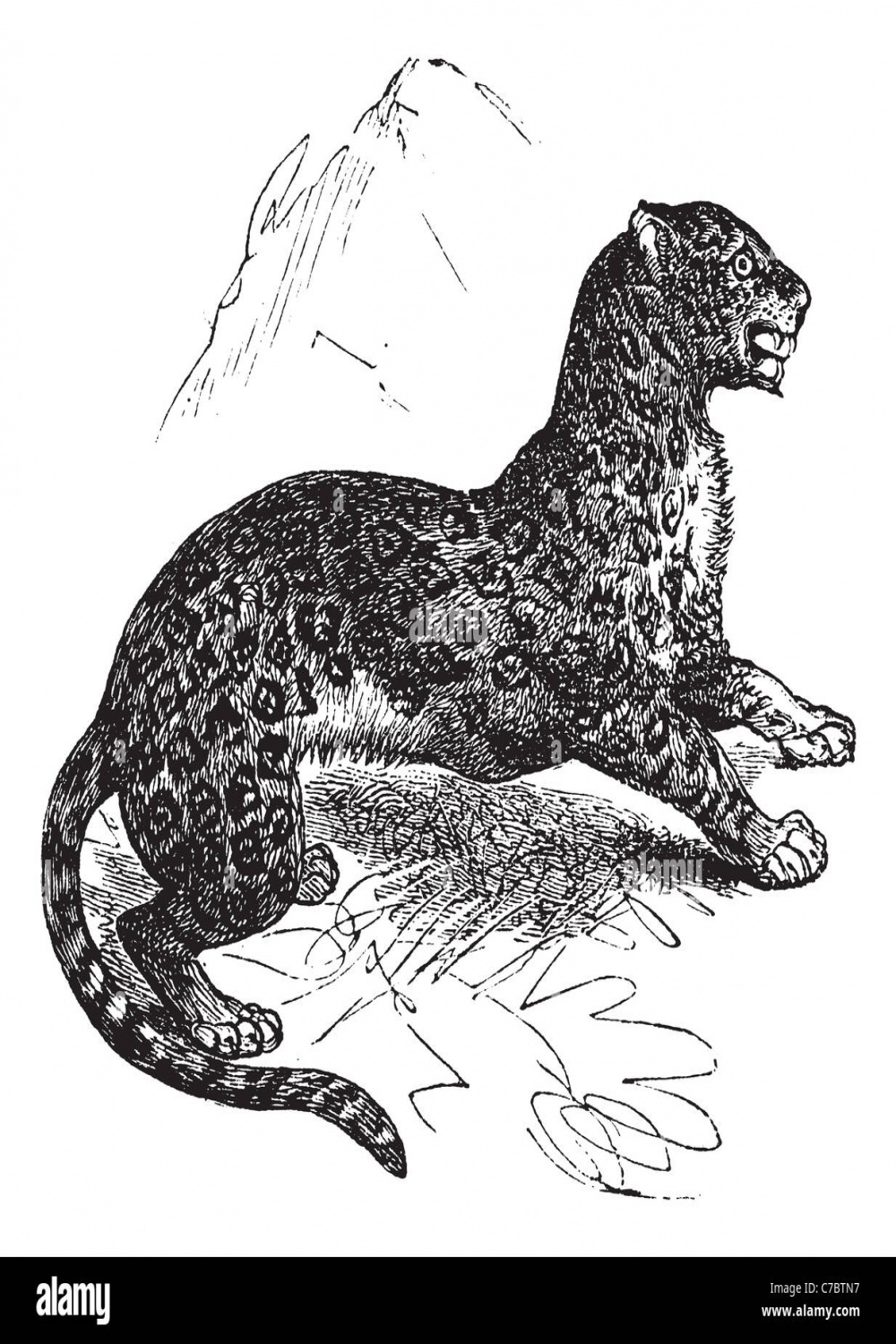 Vintage jaguar illustration hi-res stock photography and images