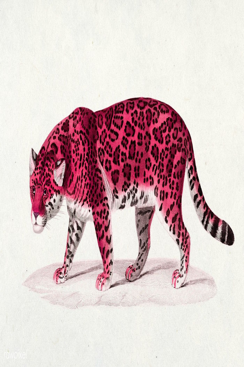 Vintage Pink Jaguar Illustration