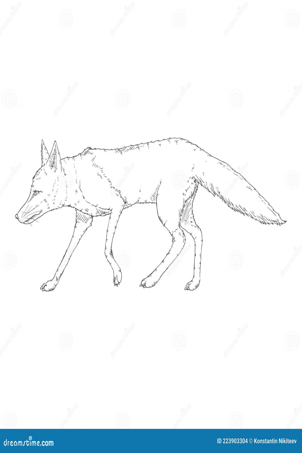 Walking Fox. Side View