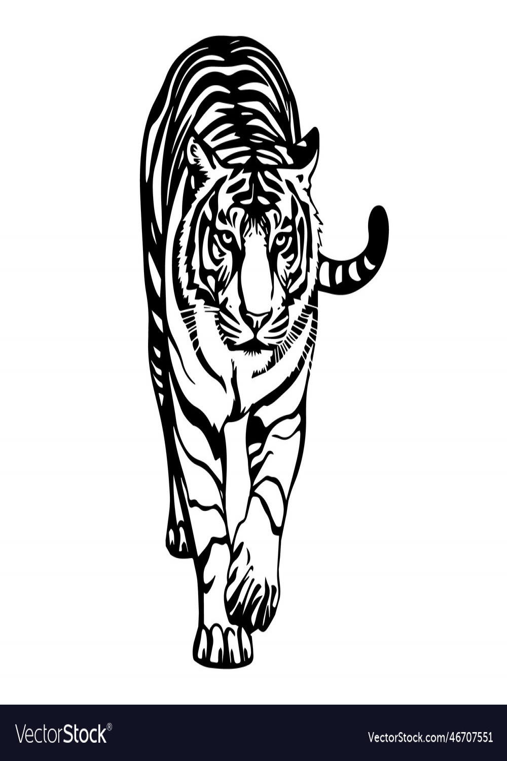 Walking tiger in drawing stencil Royalty Free Vector Image