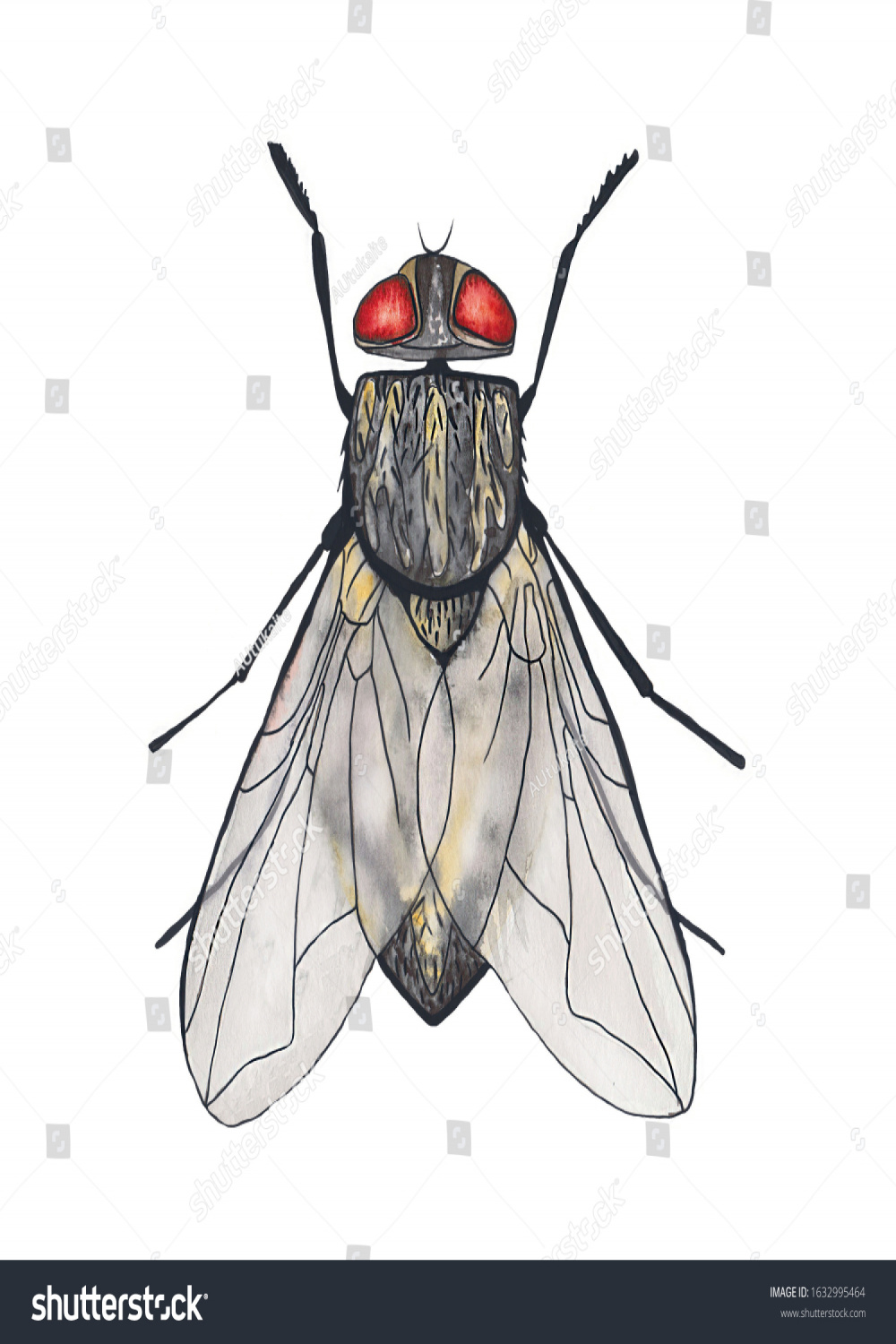 Watercolor Color Flies Blow Fly Isolated Stock Illustration