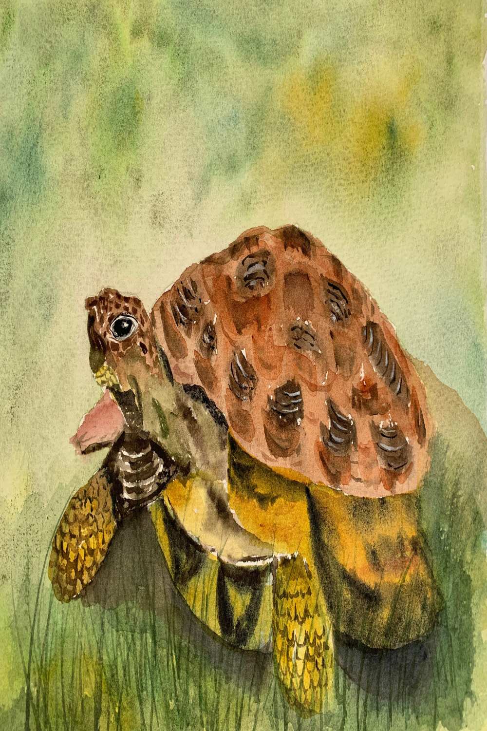 Watercolor Tortoise Wall Art, Original Tortoise Watercolor