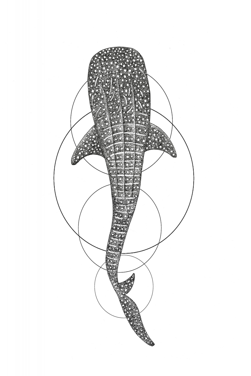 WHALE SHARK Art Print Ocean Illustration LIMITED Edition Gift for