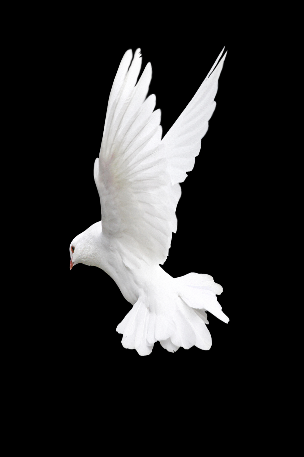White flying pigeon PNG image  White pigeon, Flying pigeon, Pigeon