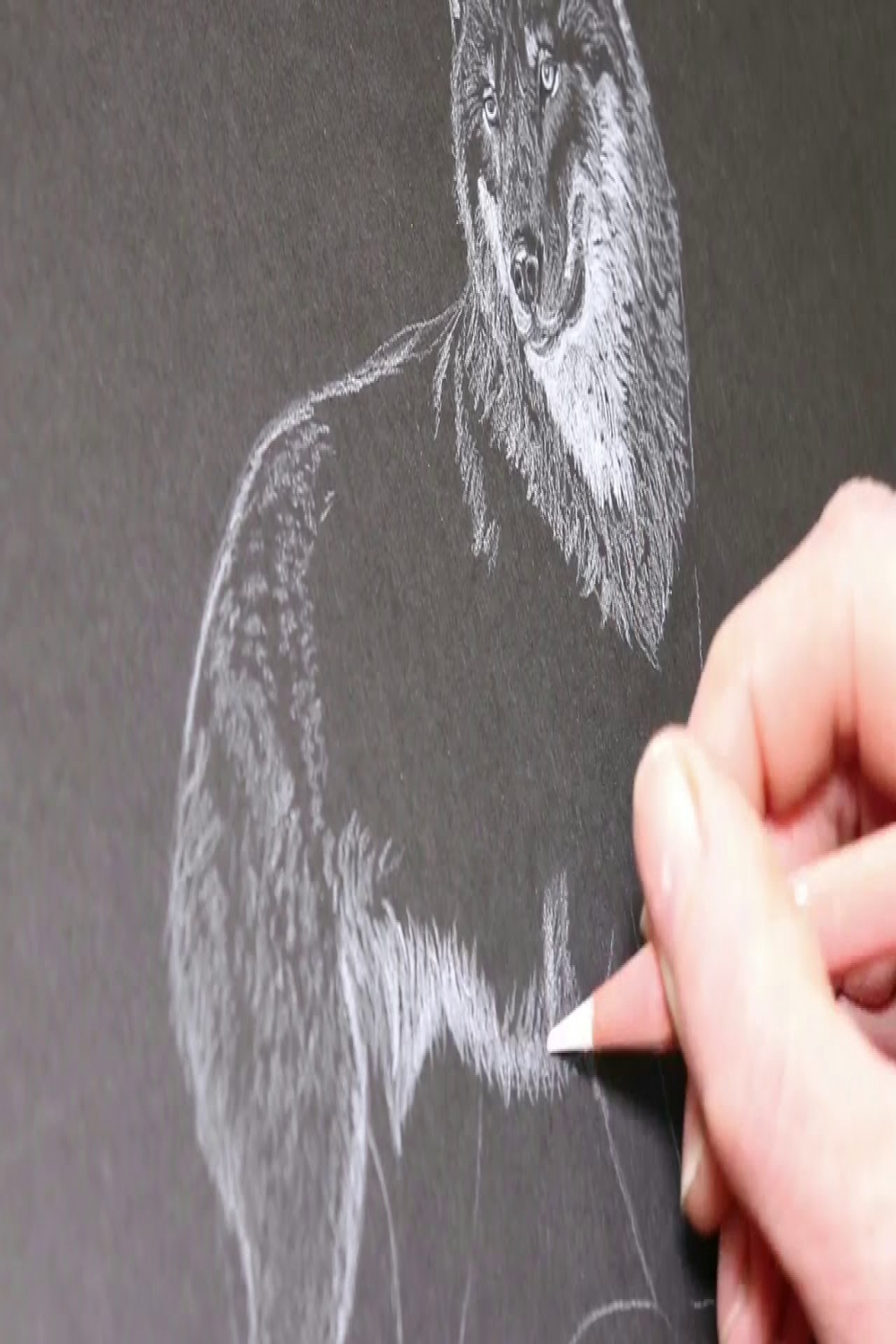Wolf drawing in white pencil on black paper