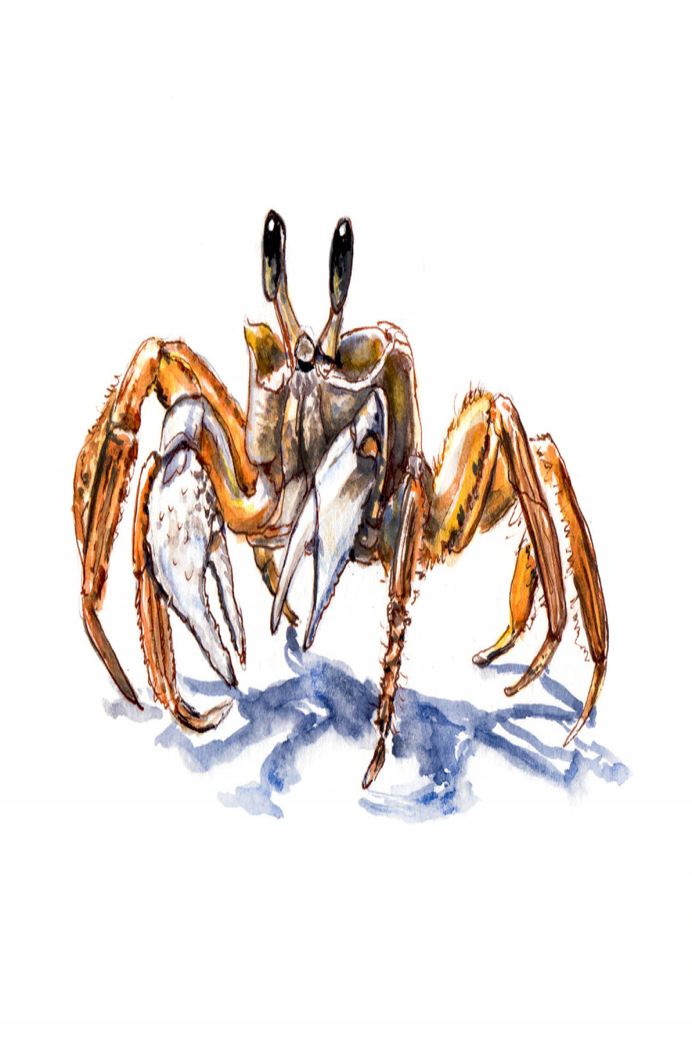World Watercolor Month - Day  - A Tiny Crab - Doodlewash®