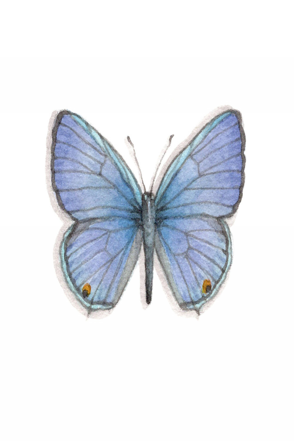 Xerces Blue
