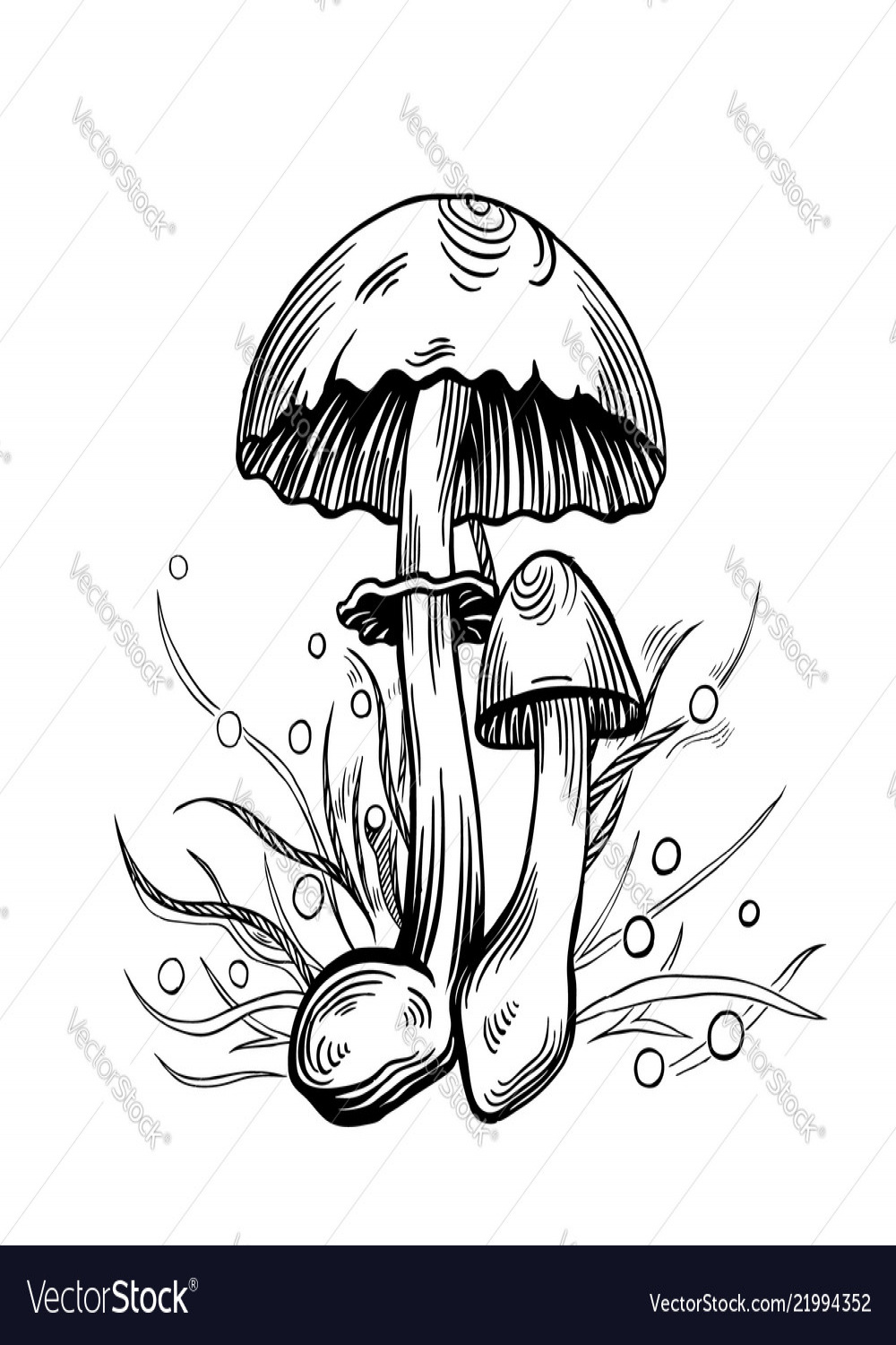 Yellow staining mushroom Royalty Free Vector Image