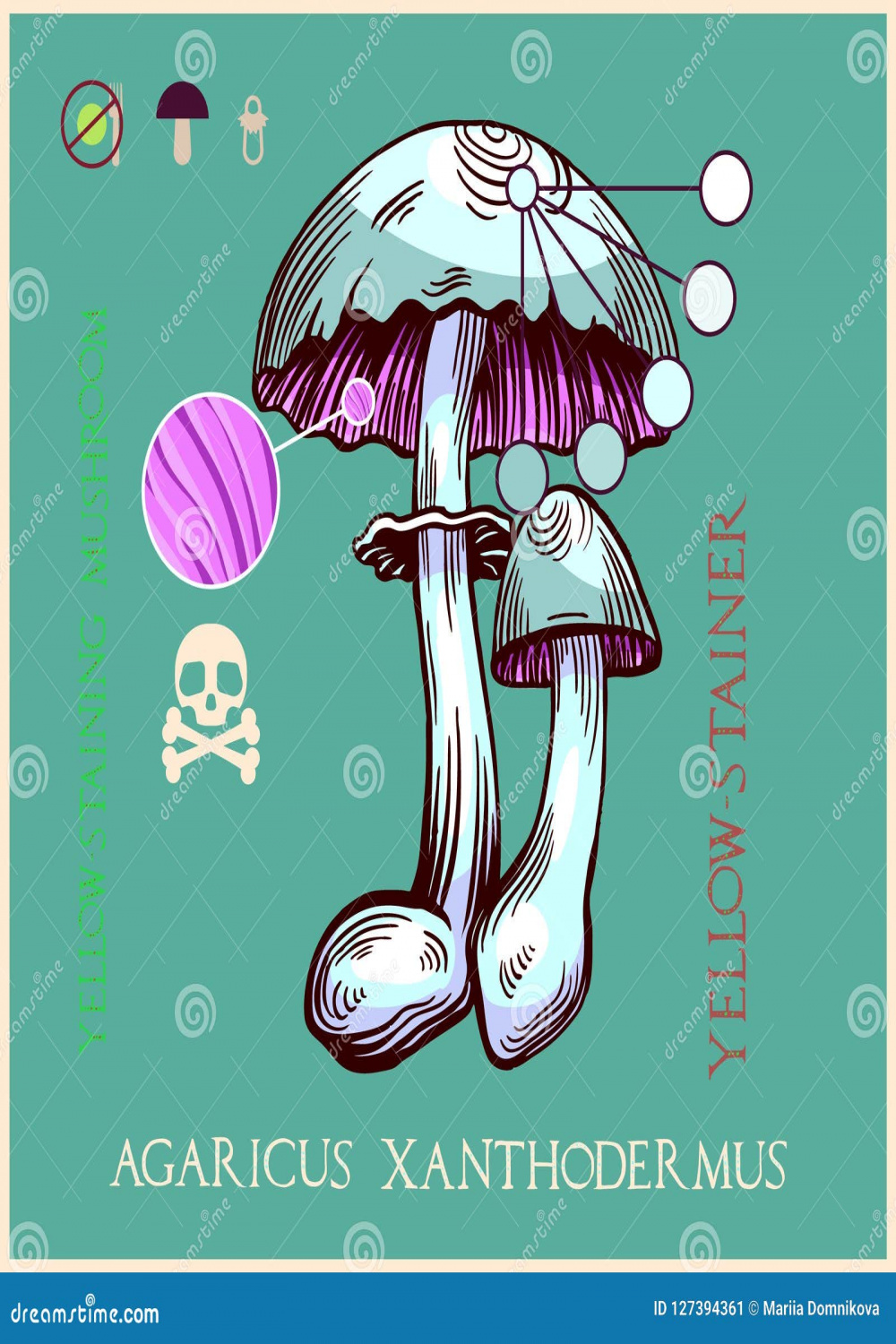 Yellow-staining mushroom stock vector