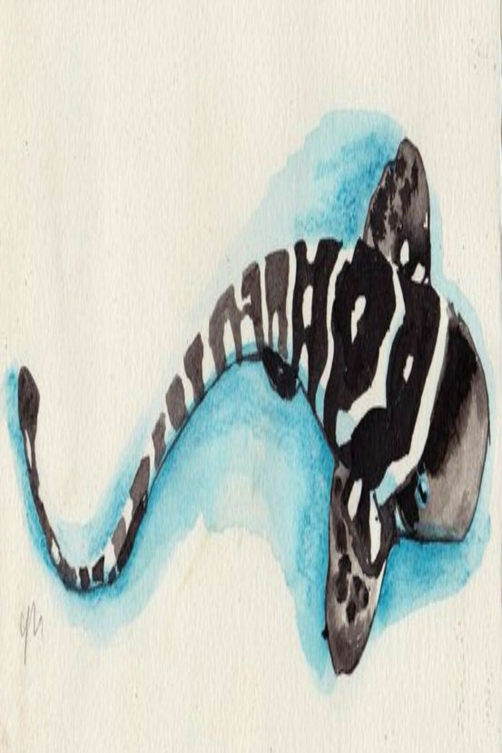 Zebra shark  Shark art, Sea creatures art, Sea animals drawings