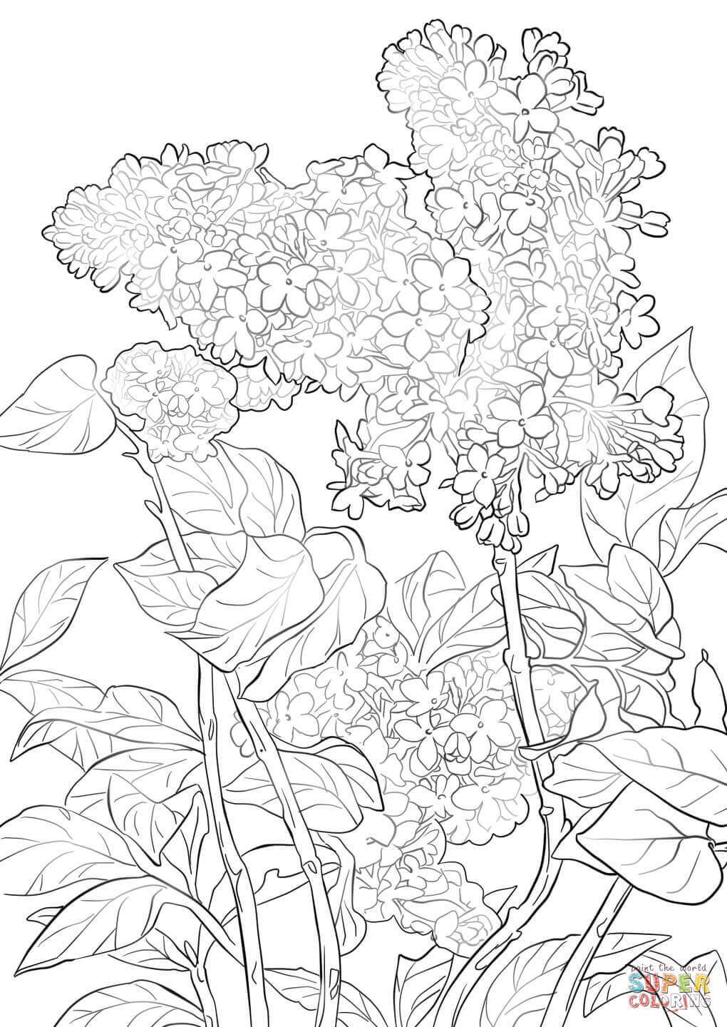 50+ Color Purple Coloring Pages 19