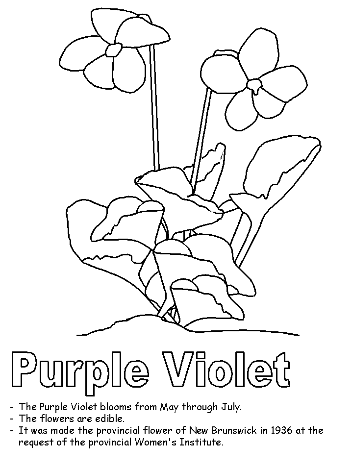 50+ Color Purple Coloring Pages 21