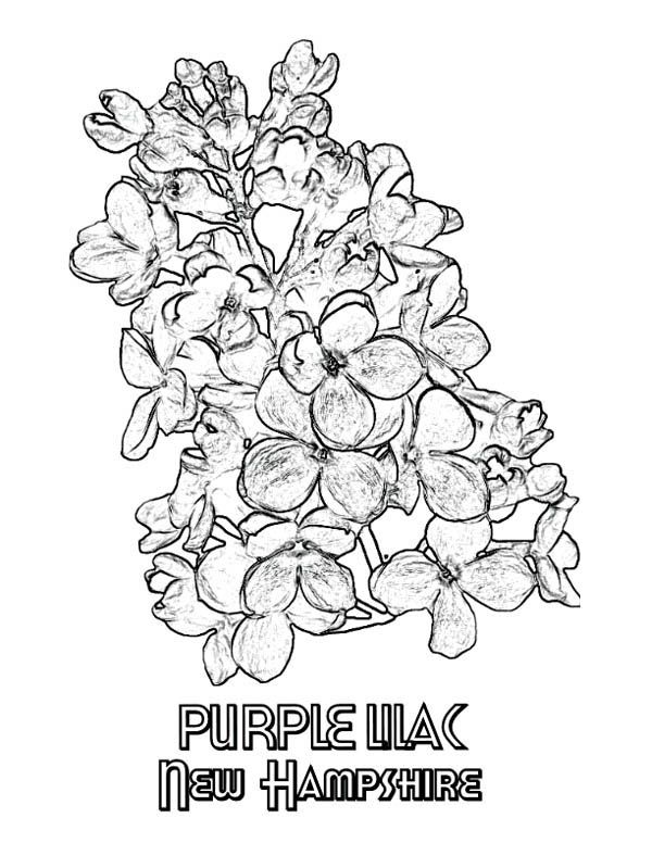 50+ Color Purple Coloring Pages 60
