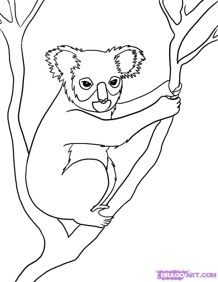 Nocturnal Animals Coloring Page 109