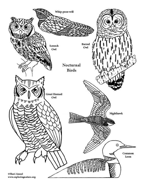 Nocturnal Animals Coloring Page 114