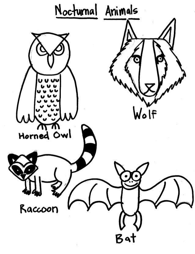Nocturnal Animals Coloring Page 120