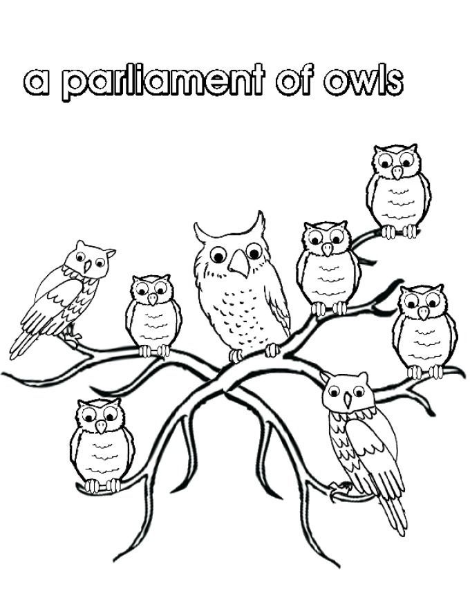 Nocturnal Animals Coloring Page 125
