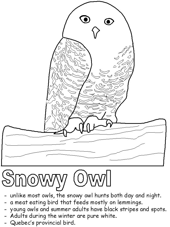Nocturnal Animals Coloring Page 127
