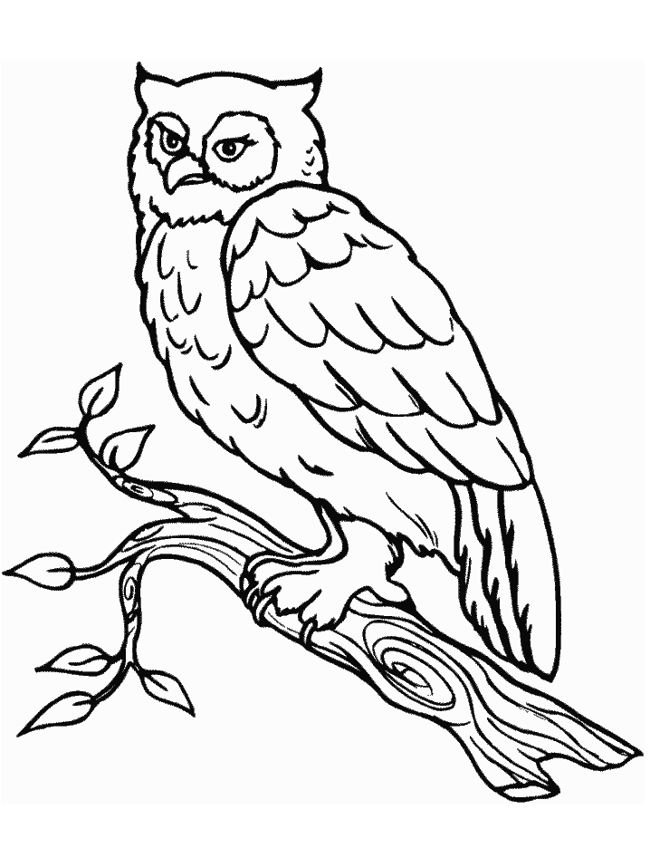 Nocturnal Animals Coloring Page 133