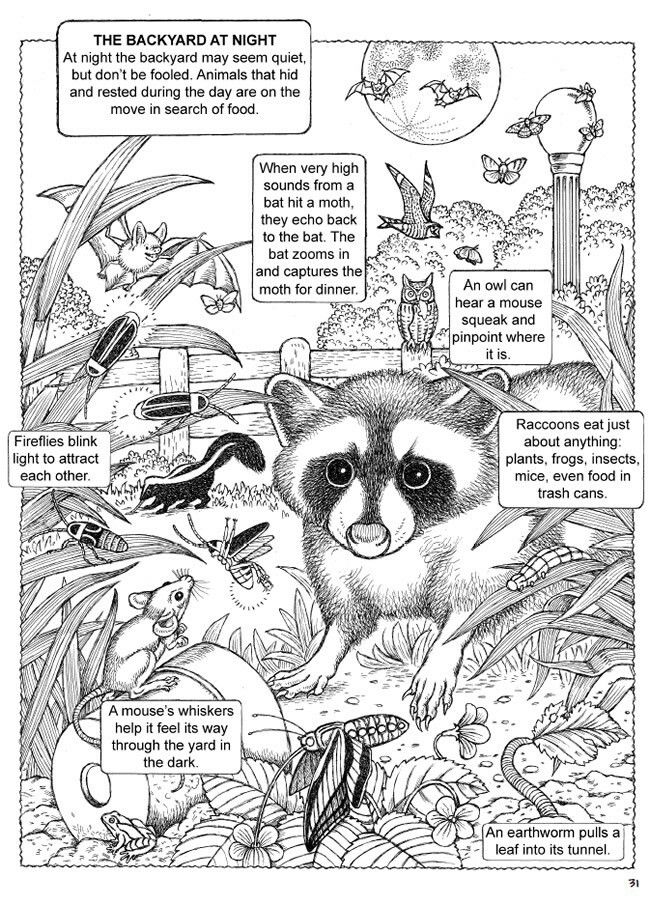Nocturnal Animals Coloring Page 134