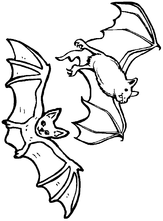 Nocturnal Animals Coloring Page 42