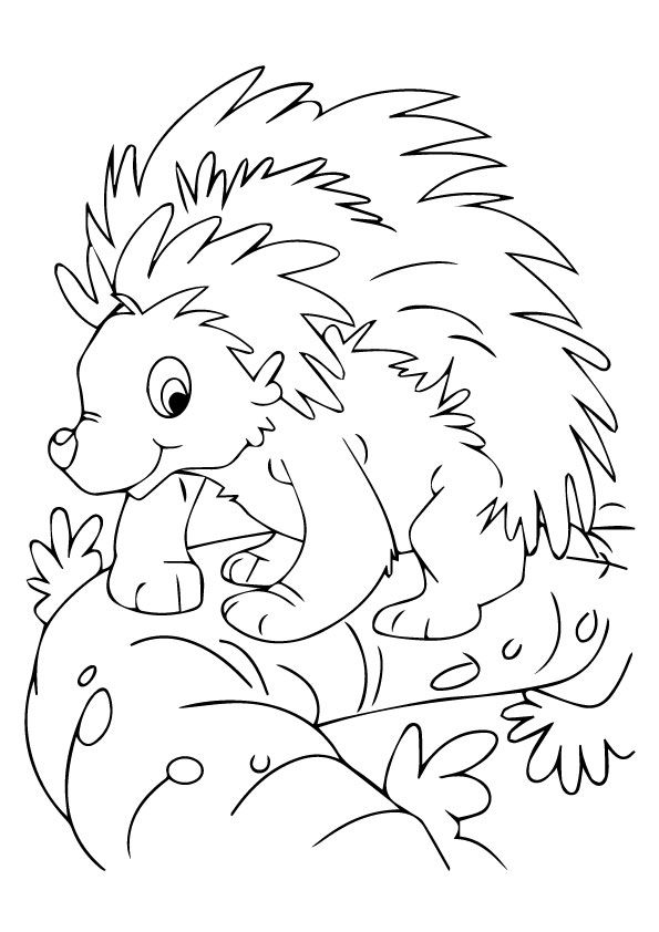 Nocturnal Animals Coloring Page 47