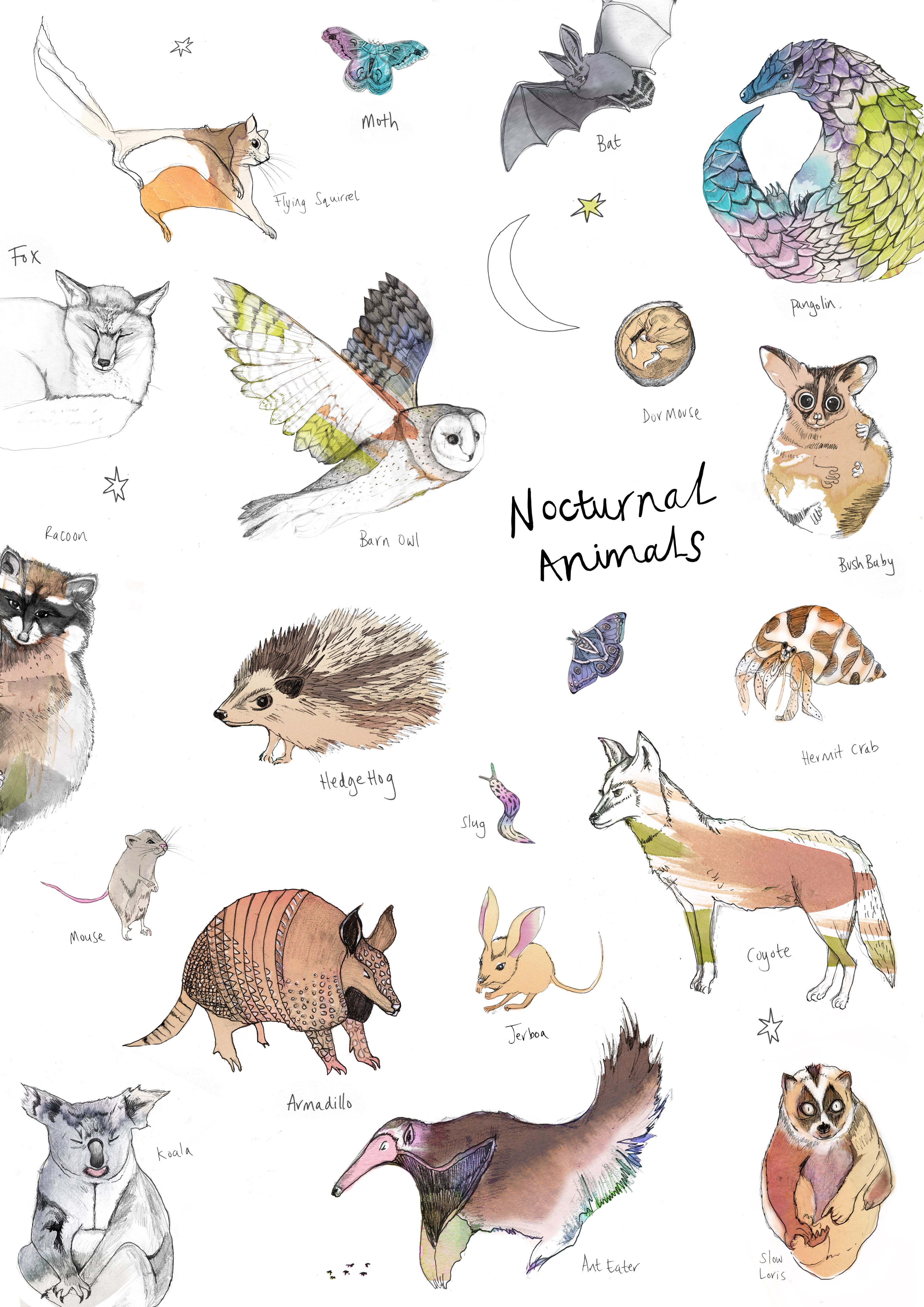 Nocturnal Animals Coloring Page 52