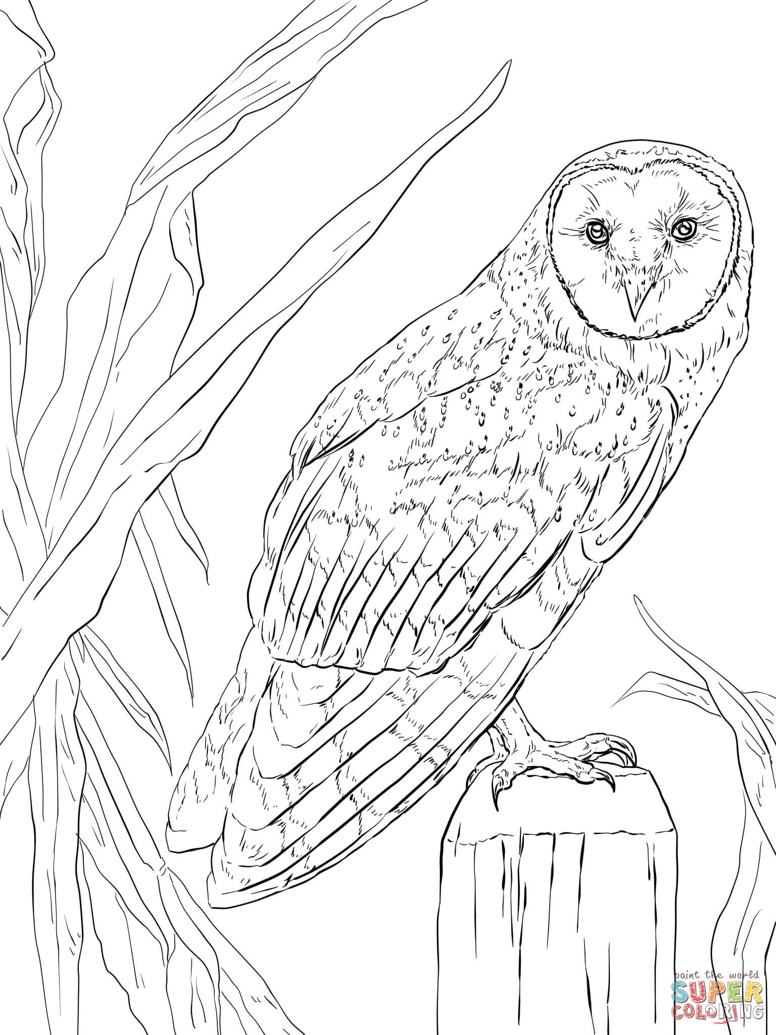 Nocturnal Animals Coloring Page 62