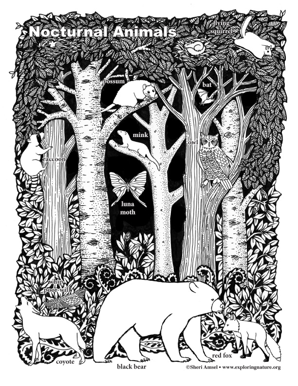 Nocturnal Animals Coloring Page 63