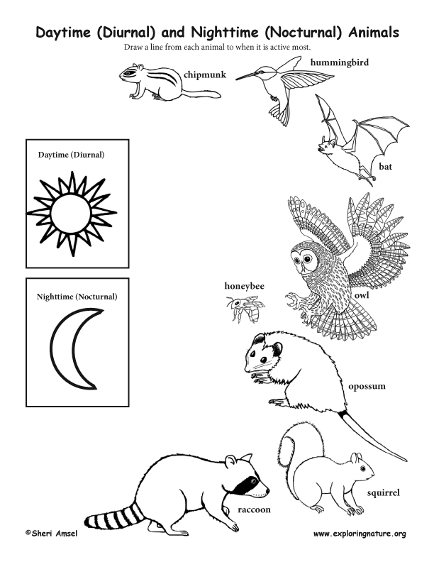 Nocturnal Animals Coloring Page 68
