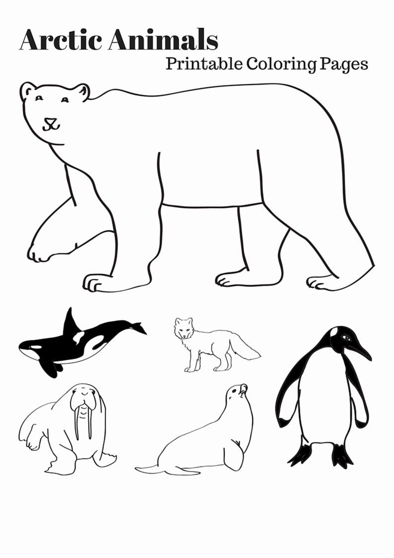 Nocturnal Animals Coloring Page 72