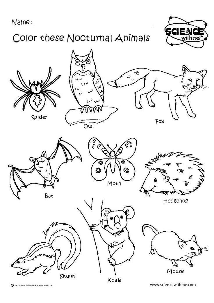 Nocturnal Animals Coloring Page 81