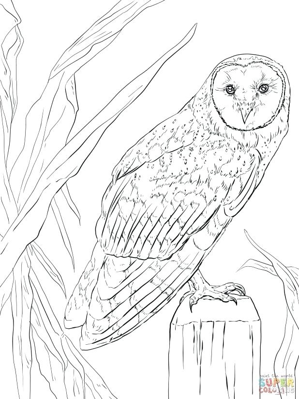 Nocturnal Animals Coloring Page 82
