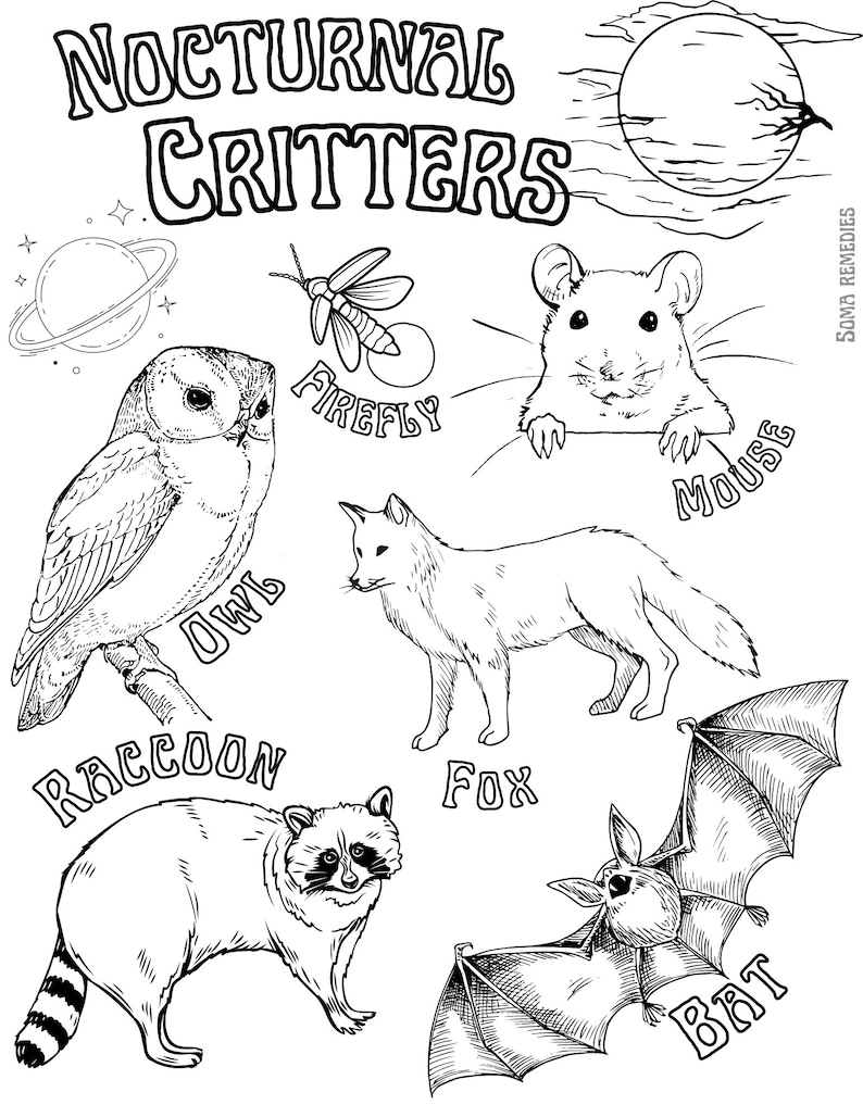 Nocturnal Animals Coloring Page 84