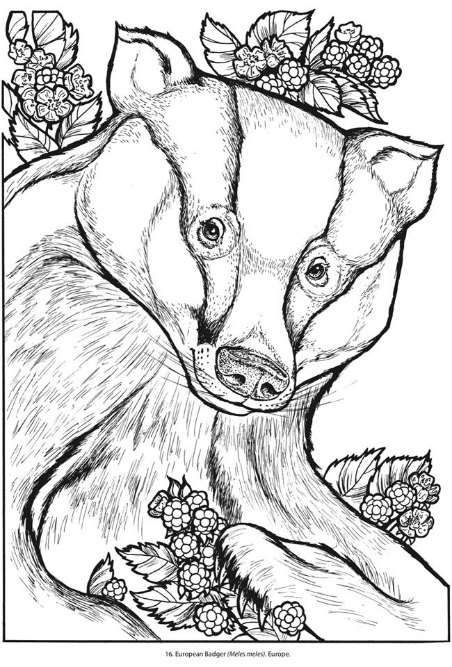 Nocturnal Animals Coloring Page 87