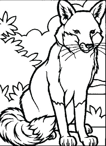 Nocturnal Animals Coloring Page 95