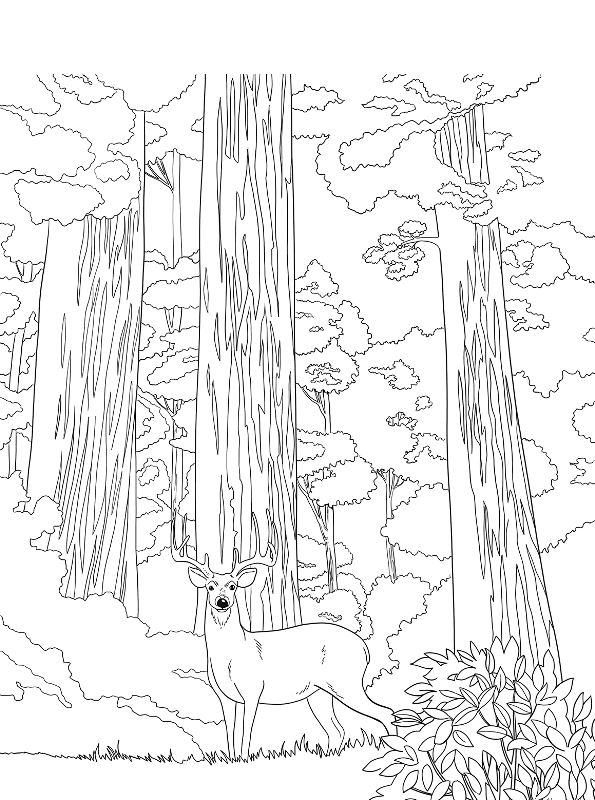 Printable National Park Coloring Book 69
