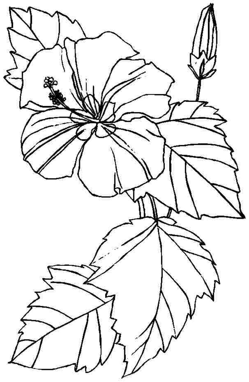 Save 60+ Coloring Pages For Watercolor 3