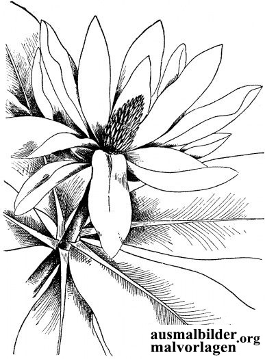 Save 60+ Coloring Pages For Watercolor 57
