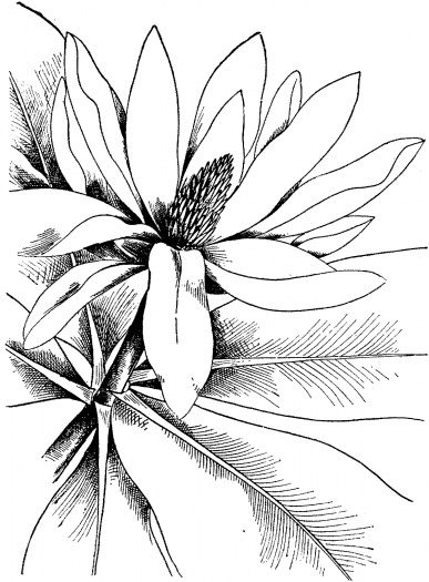 Save 60+ Coloring Pages For Watercolor 62