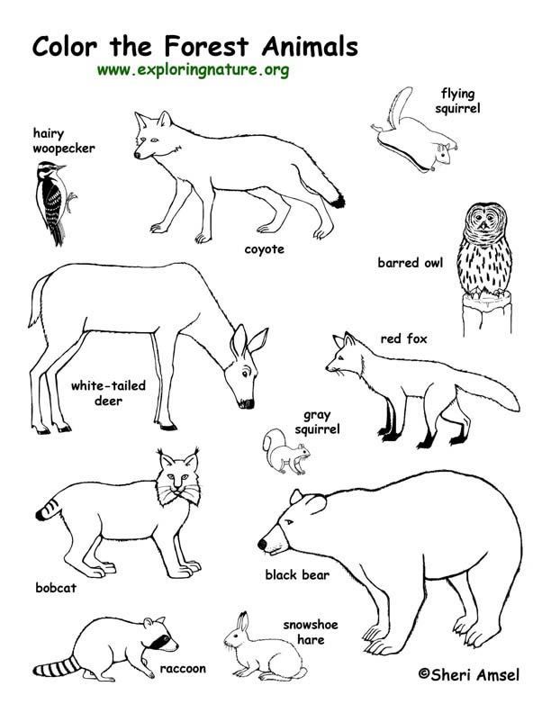 Woodland Creatures Coloring Pages 23